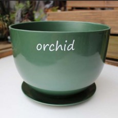 orchid-green